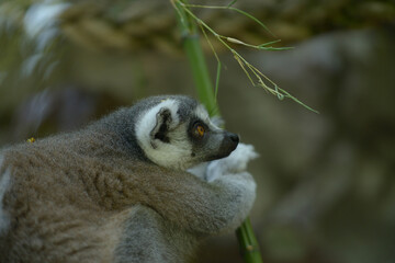 Fototapeta premium lemur on tree