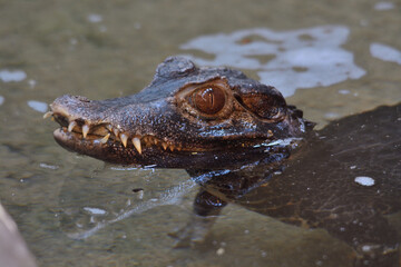 frog in the water