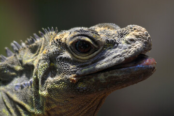 portrait of iguana