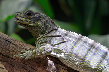 iguana on a tree