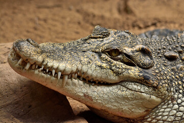 close up of a crocodile
