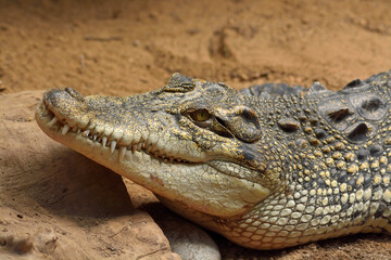 Obraz premium crocodile in the zoo