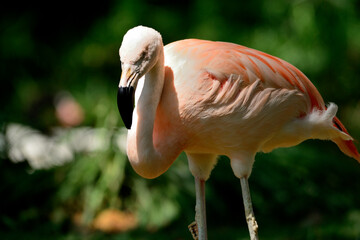 pink flamingo bird