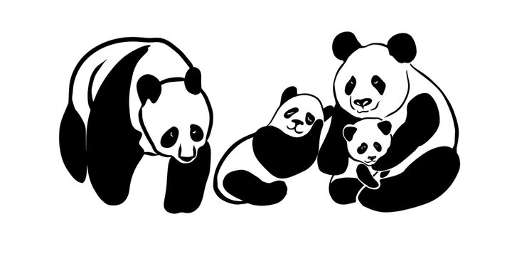 The panda family. Mom dad and baby panda. Vector illustration