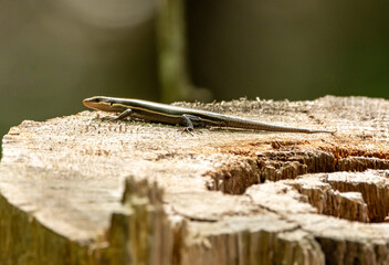 lizard on a stump