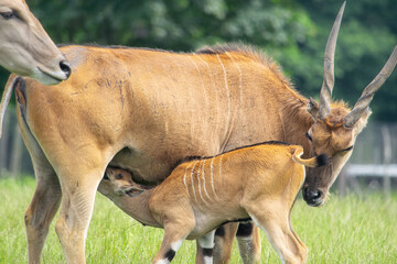 Naklejka na ściany i meble Baby Eland antelope sucking milk from its mother