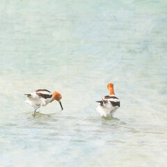Painterly, textured photo of two American Avocets with ruffled feathers wading in shallow water. 