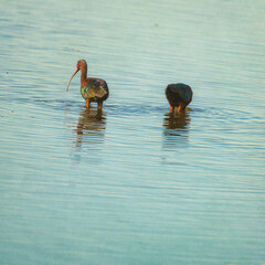 Two exotic looking White-faced Ibis wading in shallow water. 