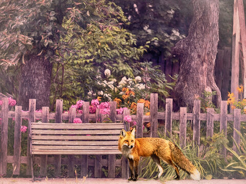 Surreal, fantasy photo of a red fox waiting by a bus stop outside a flower garden.