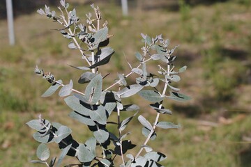 Young Dwarf Tasmanian Blue Gum (Eucalyptus globula compacta), South Australia