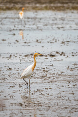 An egret bird is standing on wet mud ground of harvested rice plantation field to finding some food (fishing). Animal and wildlife portrait photo.
