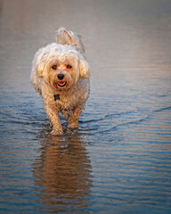 Dogs enjoying fun and joy playing on the beach