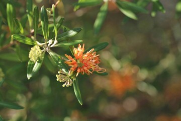 Grevillea 'Apricot Glow' in flower, South Australia