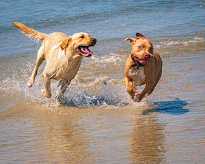 Dogs having joy and fun playing on the beach