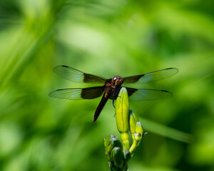 A Widow Skimmer dragonfly perched on the bud of a day lily plant in a garden