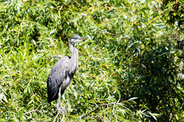Heron