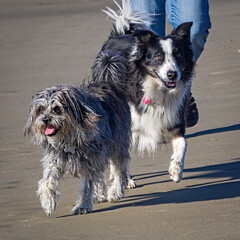 Dogs having joy and fun playing on the beach