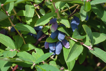Blue honeysuckle berries growing on a bush in summer garden