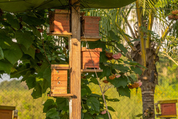 Rustic wooden apiary. Latin american apiary
