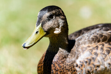 Duck