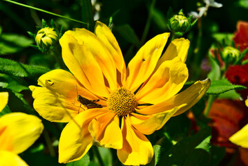 An insect on a yellow daisy flower with a bokeh background of green leaves. Life, well-being, hope, happiness, work, love, care concepts