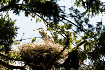 Heron In A Nest