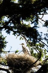 Heron In A Nest