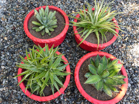 Closeup of a different agave and dyckia potted plants