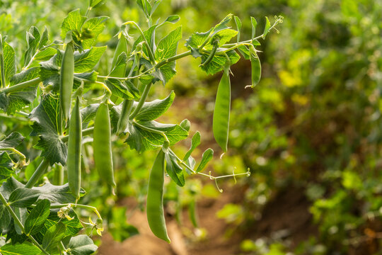 Green pea harvest. Close up of green peas
