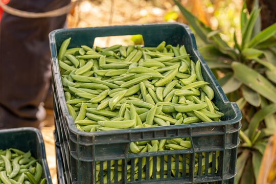 Green pea harvest. Close up of green peas