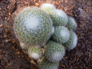 Close up view of mammillaria cactus