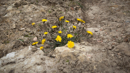 Rock Flowers 