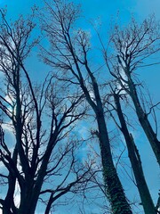 silhouette of a tree