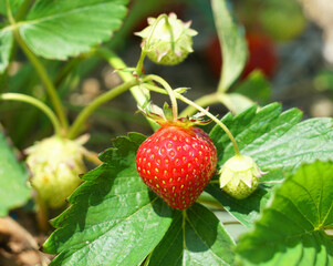close up on fresh strawberry plant
