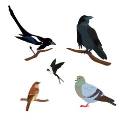 Set of city park birds: Swallow, Sparrow, Magpie, Pigeon, Crow. Realistic vector illustration of city birds on white isolated background.