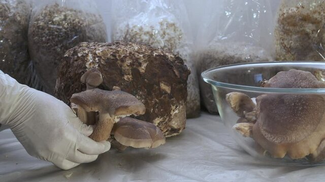 Shiitake Lentinula Edodes mushrooms. home farming cultivation growing Shii Take, mushroom cutting harvest.