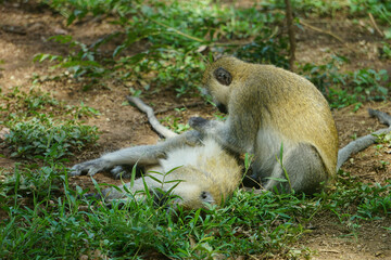 Monkeys catching lice from each other - Samburu National Reserve - Kenya