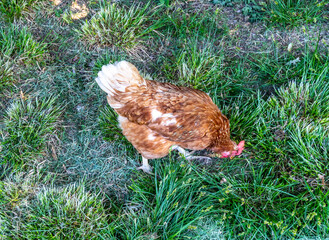 Chicken and rooster walk on herb outside the yard in the village