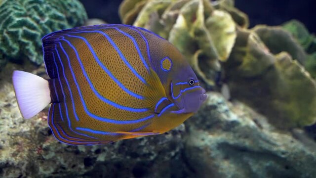 Juvenile Blue ring angel fish (Pomacanthus annularis). Also known as Annularis  Angelfish. Omnivorous tropical marine reef fish. Dist. Indo-West Pacifi  Stock Photo - Alamy