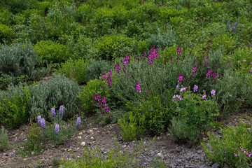 Wild flowers
Fishlake National Forest, Utah