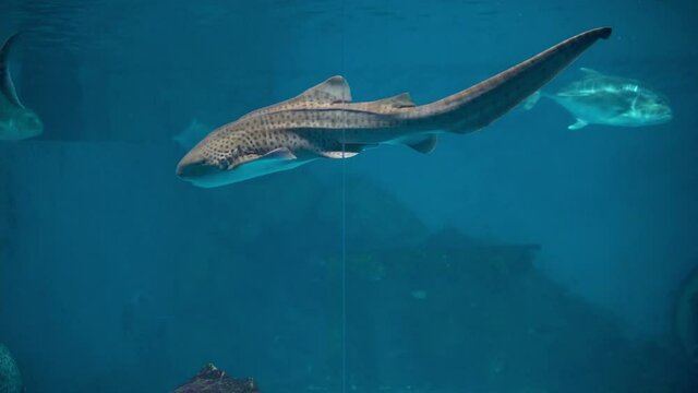 Zebra shark(Stegostoma fasciatum) swimming on top of aquarium tank