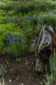 Wild Flowers
Fishlake National Forest, Utah