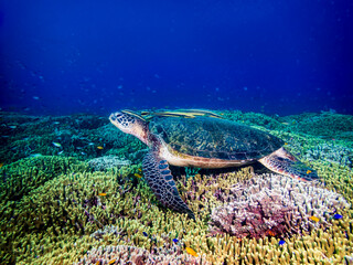 Green sea turtle (Chelonia mydas) in a coral garden at Santa Sofia I dive site in Sogod Bay,...