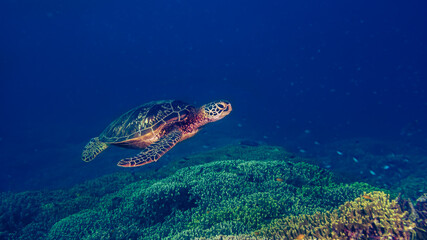 Green sea turtle (Chelonia mydas) in a coral garden at Santa Sofia I dive site in Sogod Bay, Southern Leyte, Philippines.  Underwater photography and travel.