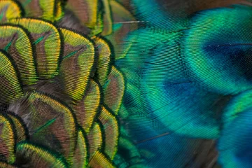 Keuken spatwand met foto Peacock feathers in closeup ,beautiful Indian peafowl for background © chamnan phanthong