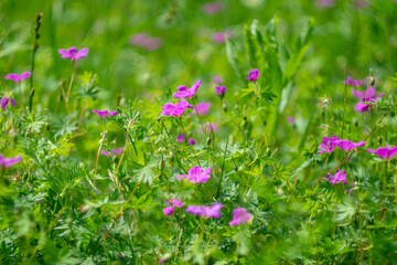 Blooming meadow. Red wildflowers on a background of green grass. Beautiful meadow flowers close-up.