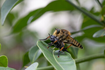 アメリカミズアブを捕食するシオヤアブ雌
