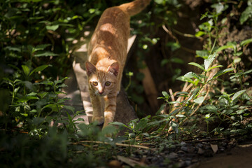 cat in the garden
