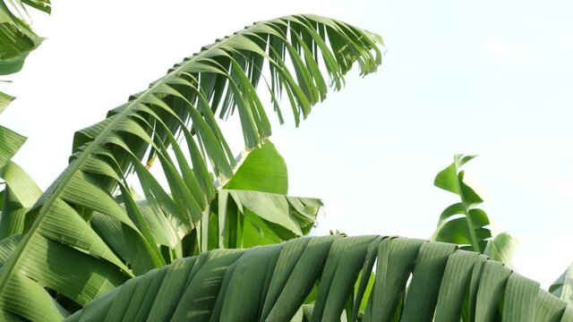 Footage of green banana leaves, Upper view of banana tree
