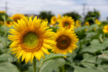Fototapeta premium sunflowers in the field